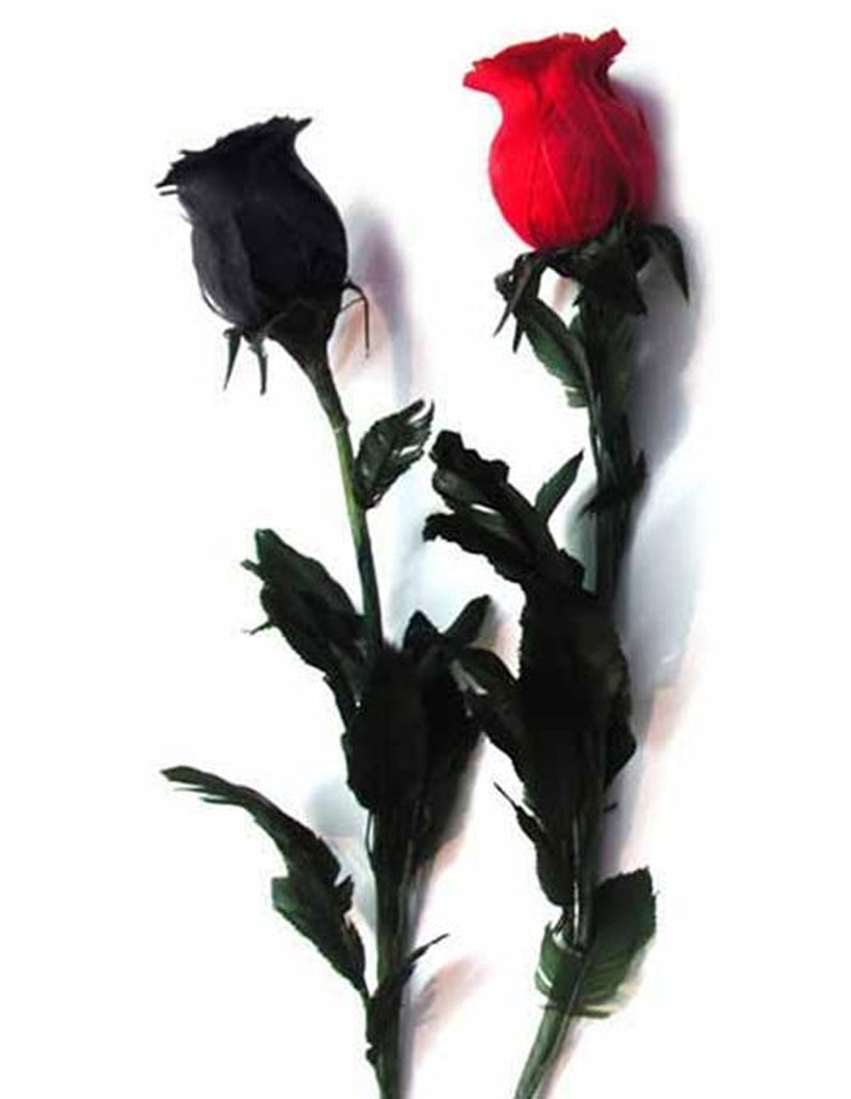 alternate image for Black Feather Rose